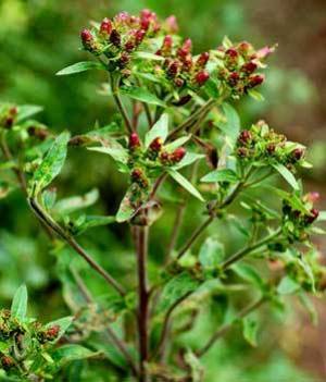 Джатаматсі (nardostachys jatamansi)