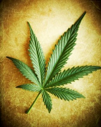 Растение Cannabis sativa (каннабис) 