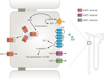 Рисунок 1.Иллюстрация АВП-опосредованной миграции AQP2 в основной клетке собирательной трубки почек. При связывании АВП с базолатеральным G-белковым рецептором вазопрессина АВП2R (V2R), опосредованная белками передача Gs приводит к активации аденилата.