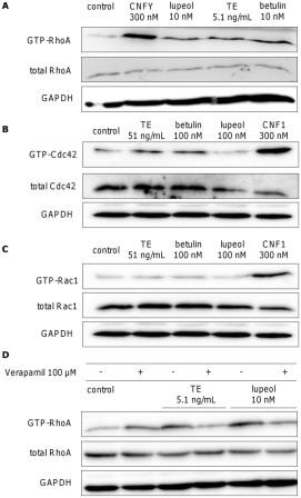 Рис. 11
Влияние ТЕ (5,1 или 51 нг / мл), бетулина (10 или 100 нм) и лупеола (10 или 100 нм) на активность Rho ГТФ-связывающих белков RhoA (А), Cdc42 (B) и Rac1 (C) через 3 ч инкубации измеряется в экспериментах на первичных кератиноцитах человека.
В качестве позитивного контроля использовались CNFY и CNF1. (D) влияние блокатора кальциевых каналов верапамила (100 мкм) на активацию RhoA. Верапамил добавляют за 10 мин до начала использования ТЕ (5,1 нг/мл) и лупеола (10 нм). Каждый эксперимент воспроизводился и показывалась репрезентативный вестерн-блот.