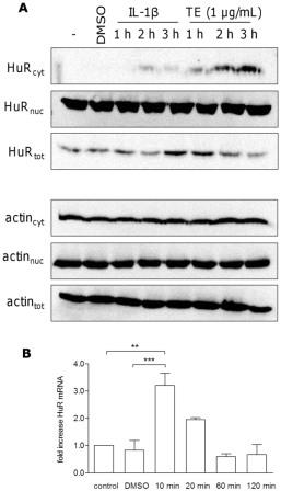 Рис. 7
TE увеличивает количество цитозольной HuR, определяемой методом вестерн-Блот анализа.
(А.) Обработка первичных кератиноцитов человека 1 мкг / мл ТЕ в течение 1-3 ч показало зависящее от времени увеличение цитозольной HuR. Ил-1β (20 нг/мл) было использовано как положительный контроль, дефис показывает необработанные клетки. Актин использовали в качестве контроля. Результат вестерн блот был воспроизведен и показан один репрезентативный результат вестерн блот. (B) ТЕ увеличивает мРНК HuR, анализируемую методом количественной ПЦР. Первичные кератиноциты человека в разное время обрабатывали ТЕ (1 мкг / мл). Значения представляют собой средние значения не менее двух независимых экспериментов ± SEM. ** p&lt;0,01 и * * * p&lt;0,001 против контроля или DMSO.