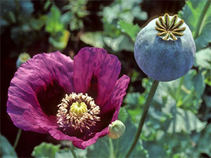  Распространение алкалоидов в природе