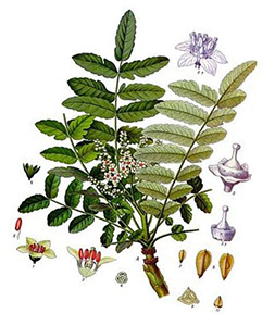 босвеллия что это такое. Смотреть фото босвеллия что это такое. Смотреть картинку босвеллия что это такое. Картинка про босвеллия что это такое. Фото босвеллия что это такое босвеллия что это такое. Смотреть фото босвеллия что это такое. Смотреть картинку босвеллия что это такое. Картинка про босвеллия что это такое. Фото босвеллия что это такое