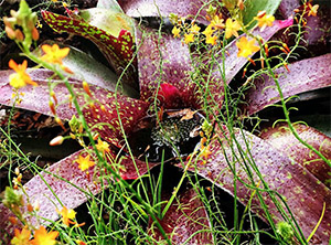  Бульбина натальская — растение семейства асфоделовых, которое проявляет свойства афродизиака
