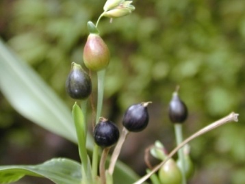 Бусенник обыкновенный - это высокое зерновое многолетнее тропическое растение из семейства злаковых родом из Юго-Восточной Азии.