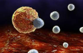 Цфат мюсли: естественные клетки-киллеры