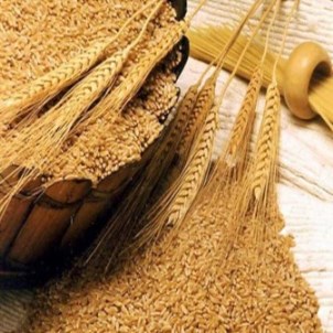 Клейковина, или глютен представляет собой смесь белков, содержащуюся в пшенице и зернах.