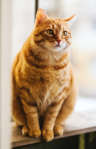  Гипертиреоз представляет собой одно из наиболее распространенных эндокринных заболеваний, которому подвержены старые домашние кошки