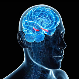  Гиперзин (Гуперзин) А: нейрогенез