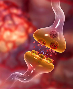 Глицин как нейромедиатор Глицин как нейромедиатор