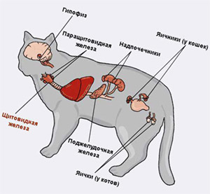 Гормоны у животных