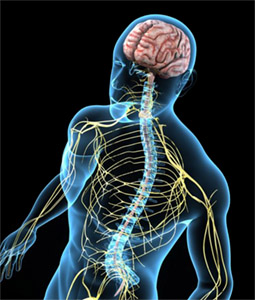 Грандаксин: влияние на центральную нервную систему (ЦНС)