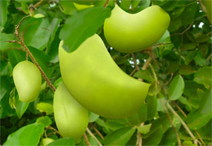 Гриффония (Griffonia simplicifolia)