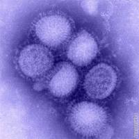 Вирус свиного гриппа H1N1