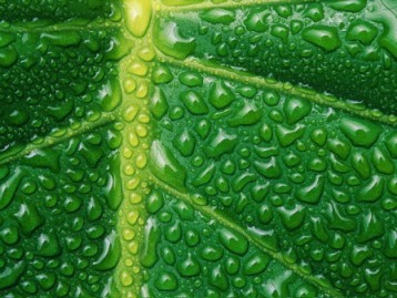 Хлорофилл – это термин, используемый для обозначения нескольких тесно связанных между собой зеленых пигментов, содержащихся в цианобактериях и хлоропластах водорослей и растений.