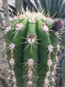 Кандицин встречается в составе различных растений, в частности, в кактусах