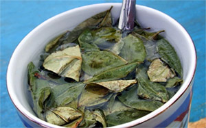 Кокаин: заваривание листьев коки 