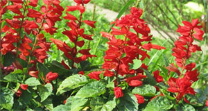 Salvia miltiorrhiza (красный шалфей): источники и состав