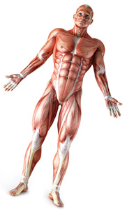 Влияние куркумина на скелетную мускулатуру