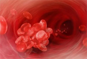 Ламинария: кровяное давление и свертываемость крови 