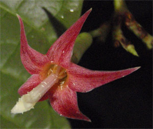 Массулярия заостренная