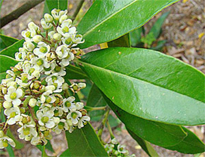 Мате ? это один из видов падуба (семейство Aquifoliaceae)