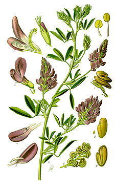Medicago sativa, или люцерна посевная – это многолетнее цветущее растение из семейства бобовых Fabaceae, культивируемое как важная кормовая культура во многих странах мира.
