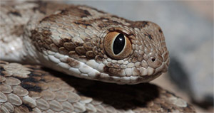 Мукуну жгучую традиционно используют как противоядие, в частности, против яда песчаной эфы