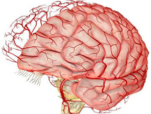 Октопамин: влияние на головные боли и кровоток