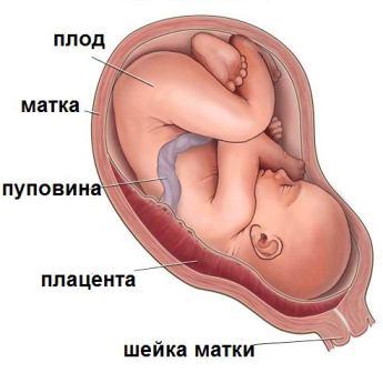 Схема расположения ребёнка в организме матери