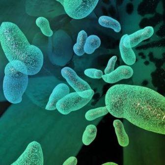 Пробиотики – это микроорганизмы, которые, предположительно, способны обеспечить преимущества для здоровья при потреблении.