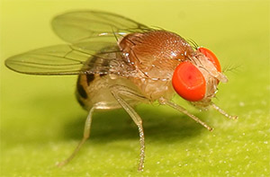 Сезамин: дрозофила