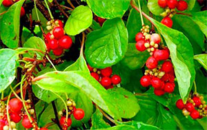  Сезамин и лимонник китайский