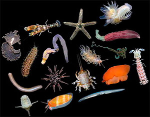 Воздействие синефрина на беспозвоночных