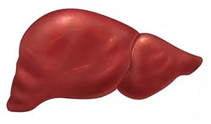 Спаржа кистевидная: печень 