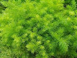 Спаржа кистевидная