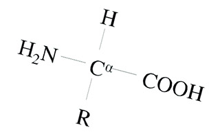  Общая структура аминокислот