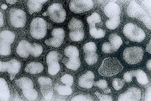 Тамифлю: птичий грипп H5N1