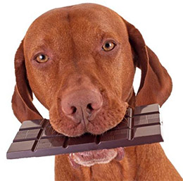 Животные, которые метаболизируют теобромин медленнее, чем люди, могут отравиться при приеме всего лишь 50 граммов