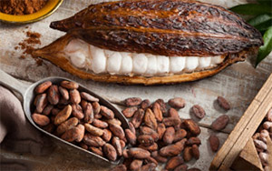 Теобромин – это горький алкалоид растения какао