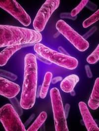 Патогенные бактерии – это бактерии, которые могут вызвать инфекцию.
