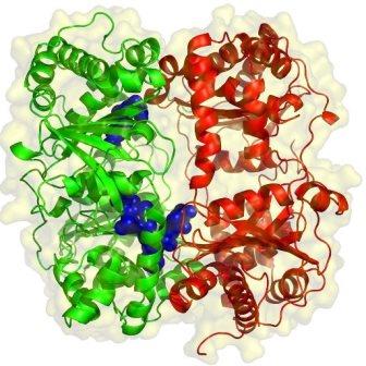 Ферменты представляют собой белки, которые делают жизнь возможной.