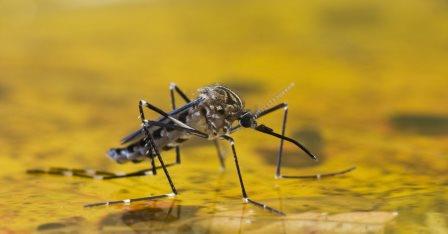 Желтая лихорадка распространяется, в первую очередь, комарами вида Aedes Aegypti.