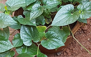 Трихопус цейлонский