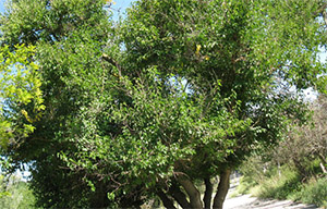 Тутовое дерево (шелковица белая)
