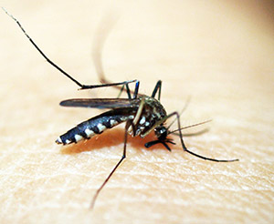  Вирус Зика передается комарами, активными в дневное время суток и являющимися его переносчиками