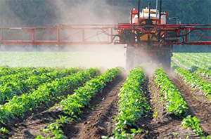 Tribulus terrestris: химическое уничтожение