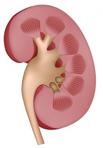 Tribulus terrestris: Почки 