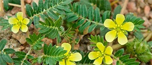 Якорцы стелющиеся (Tribulus terrestris/Трибестан)